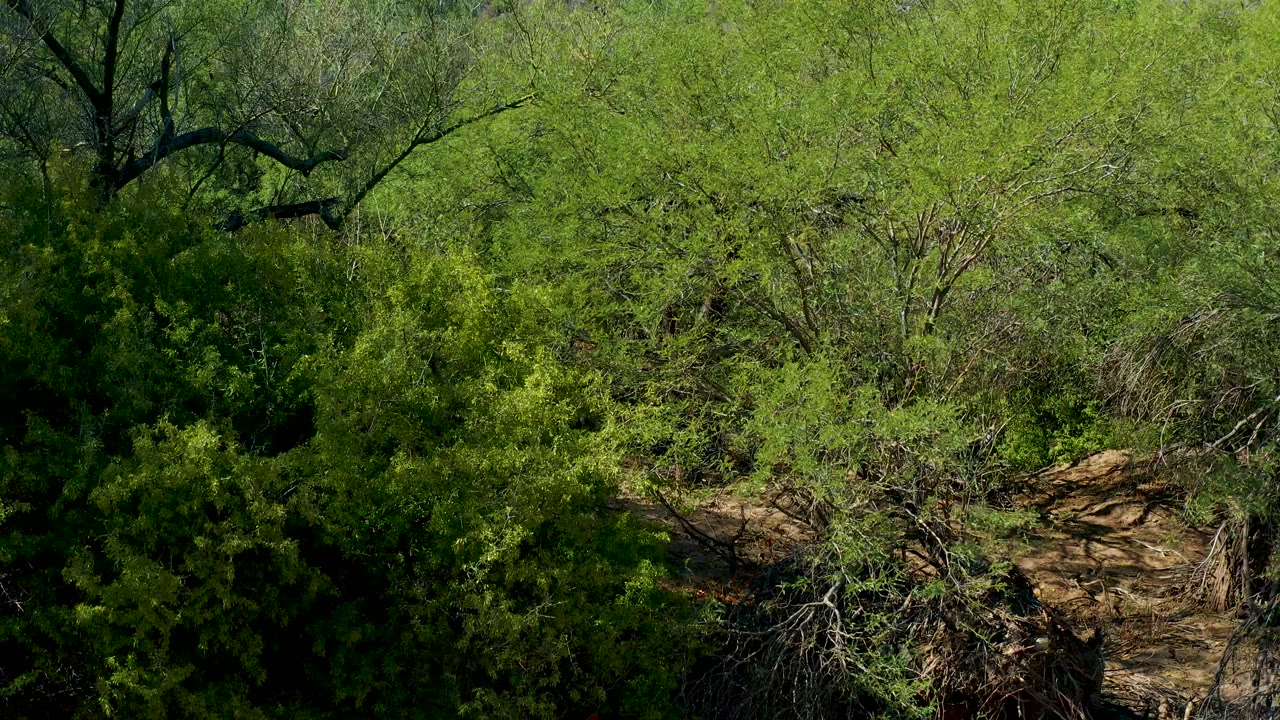 Green treetops and scrub frame tan rocky ground in San Javier, Baja California Sur, with no visible people.