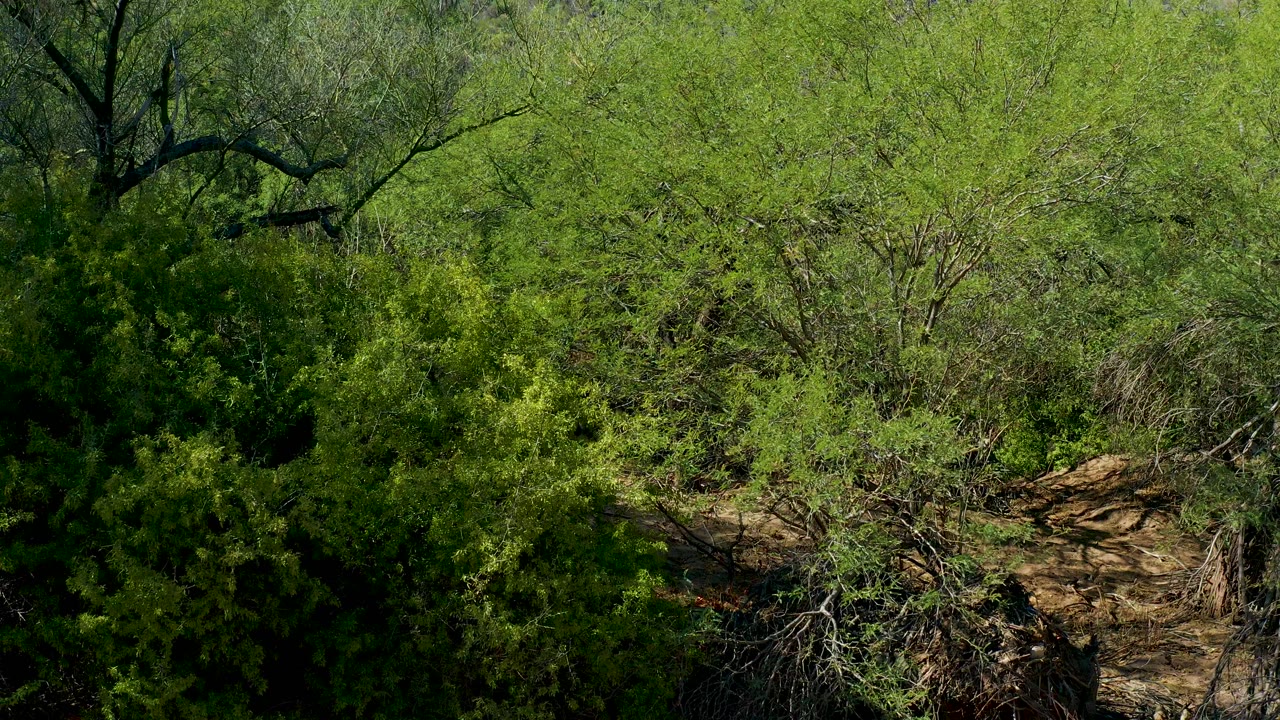 Shadowed shrubs surround a small rocky clearing in San Javier, Baja California Sur, with no visible people.