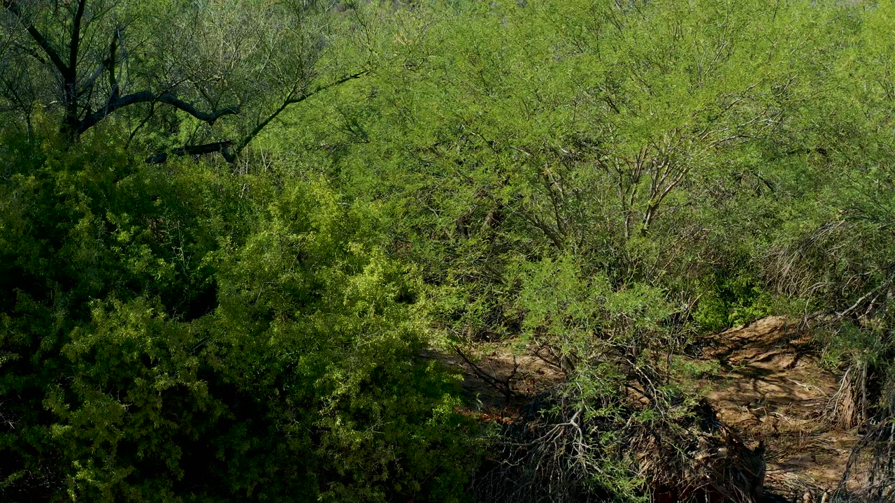 Sunlit green shrubs and fine tangled branches cover the San Javier frame, with a small strip of dry ground near the lower edge and no visible people.