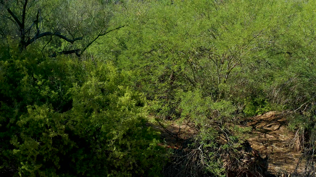 Thick green canopy and brush occupy the view in San Javier, Baja California Sur, with darker foliage at the lower left and no visible people or structures.