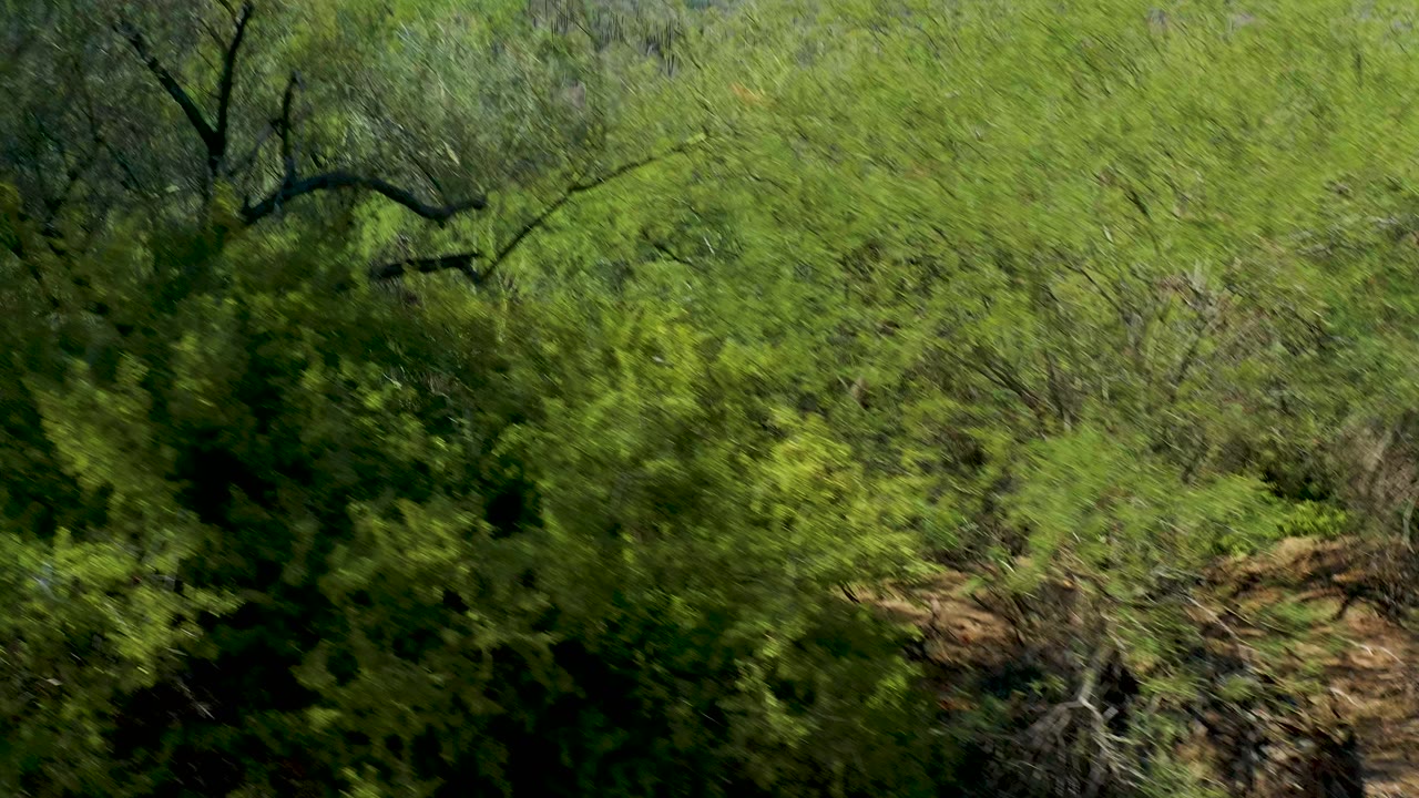 Green bushes and tree branches with a distant rocky ridge.