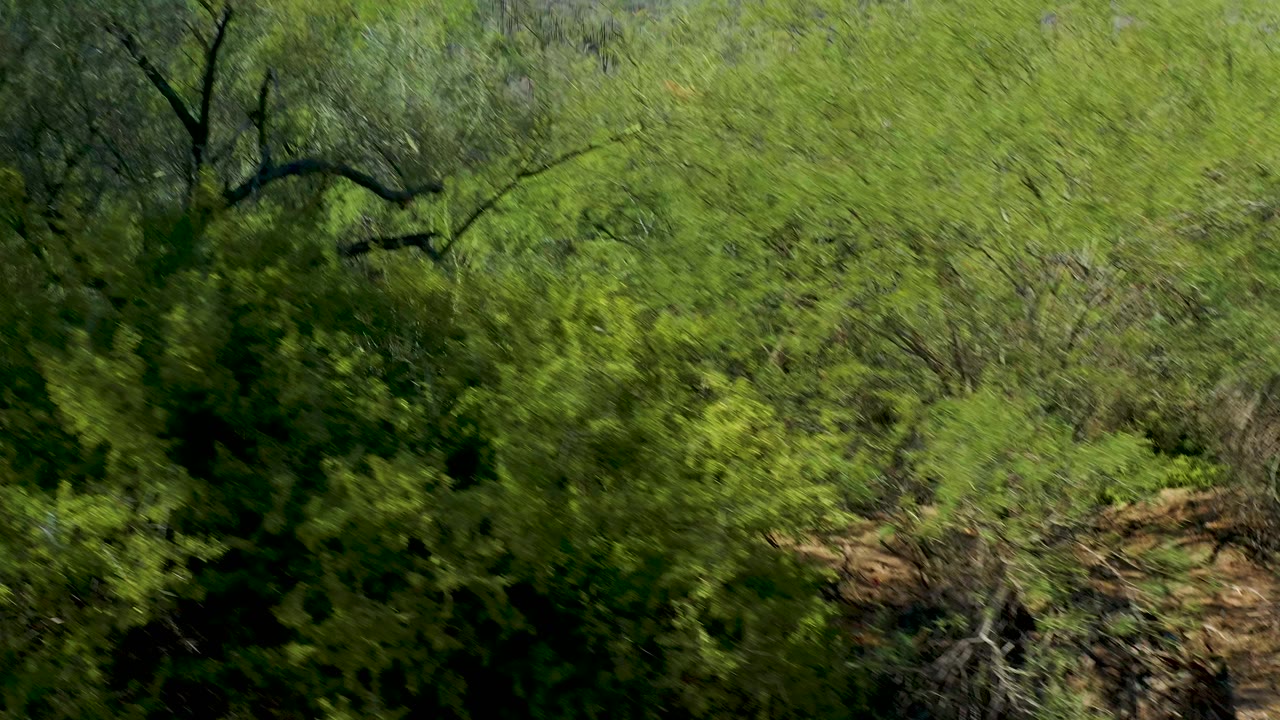 A leafy shrub canopy fills most of the San Javier frame, with dark tree limbs across the center and a thin rocky ridge line in the background, no visible people.