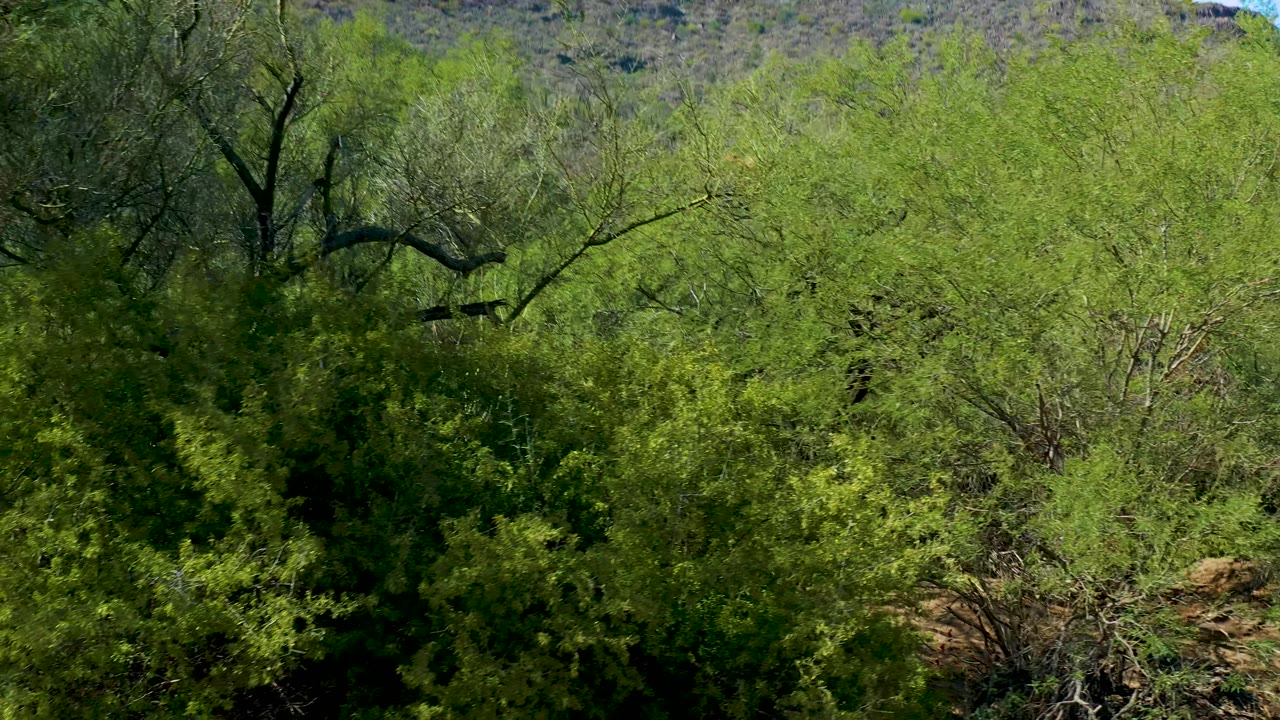 Bright green trees and bushes dominate the San Javier landscape, with more of the rocky mountain ridge and blue sky visible behind them and no visible people.