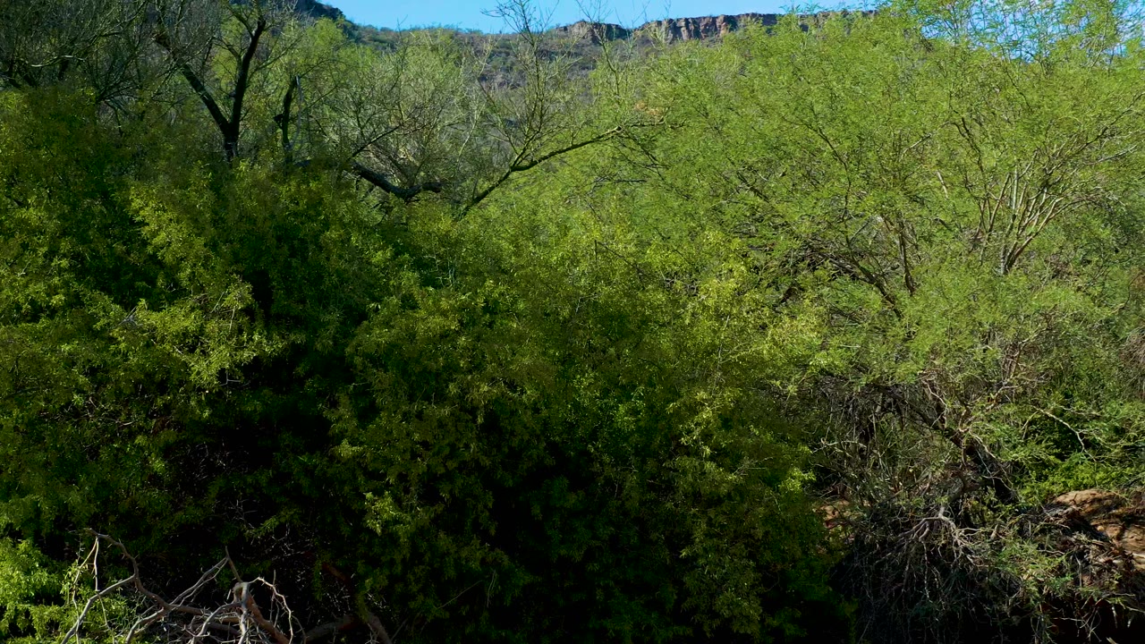 Dense green trees and brush in San Javier, Baja California Sur fill the frame, with rocky terrain and a low ridge visible behind them and no visible people.