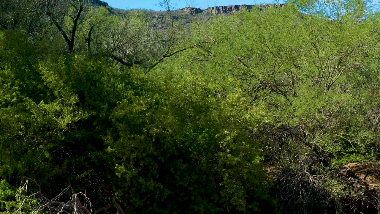 Roadside vegetation remains sharp in San Javier, with pale branches, dense green brush, a strip of blue sky, and no visible people.