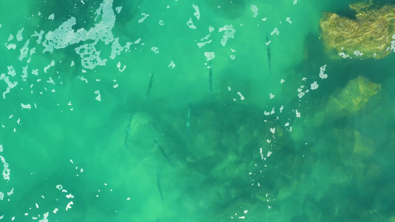 Turquoise water fills the frame at Laguna Beach Los Cabos, with yellow-green rocks near the upper edge, small fish visible in the shallows, scattered foam, and no visible people.