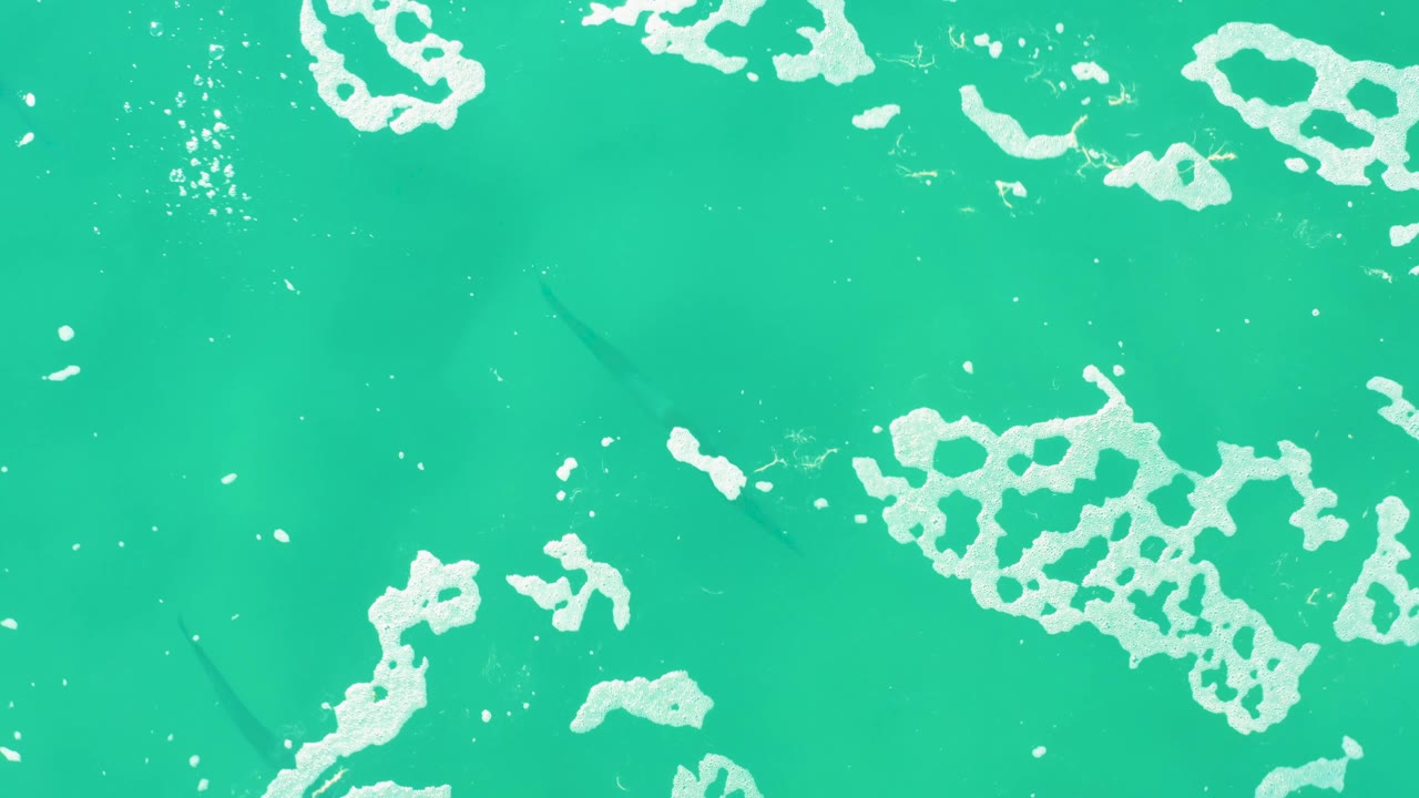 Turquoise ocean surface in Laguna Beach Los Cabos with broken white foam patches and a dark fish shape near the right side, no visible people.
