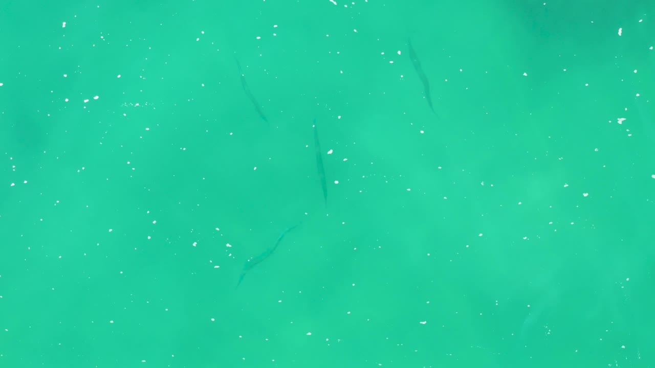 Small dark fish appear beneath clear turquoise water at Laguna Beach Los Cabos, with scattered white surface bubbles and no visible people.