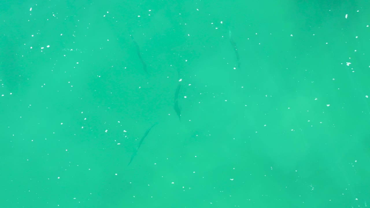 Small dark fish are spaced through the shallow turquoise water at Laguna Beach Los Cabos, with bright white specks on the surface and no visible people.