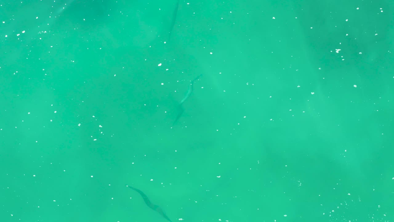 Turquoise water with small dark fish and surface bubbles