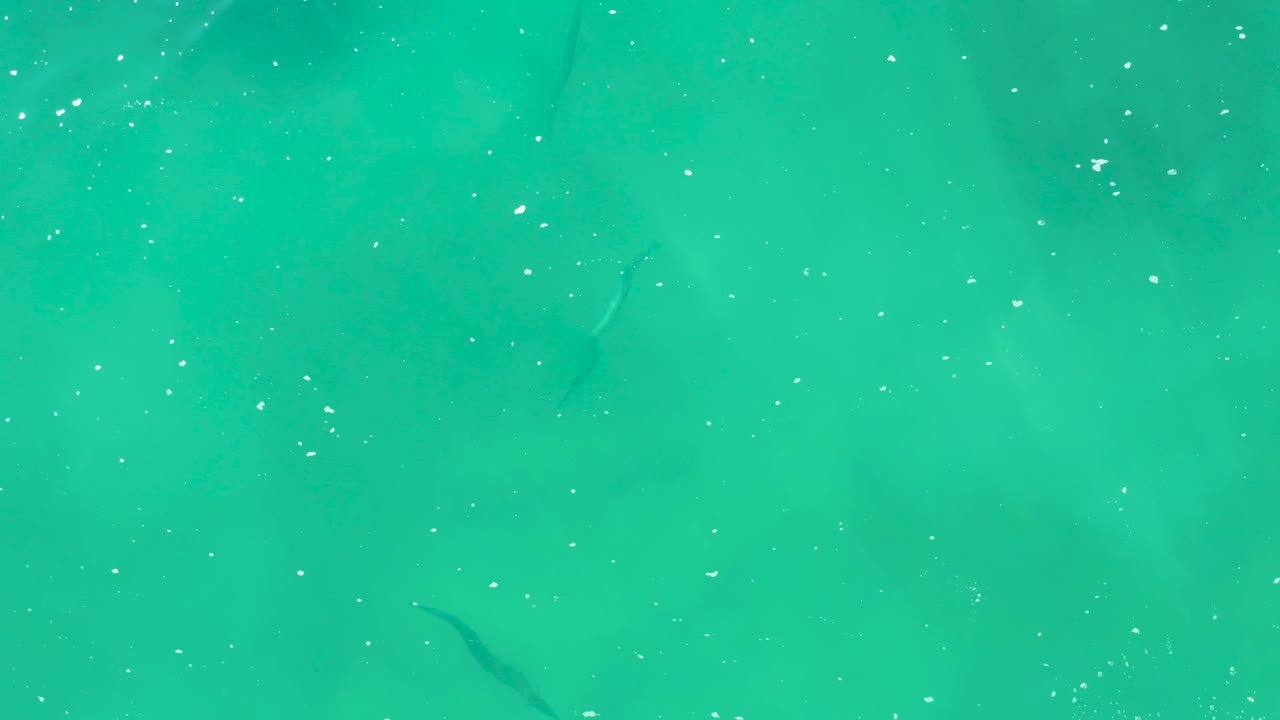 Clear aqua water in Laguna Beach Los Cabos shows thin dark fish shapes below the surface, pale bubble specks, and no visible people.