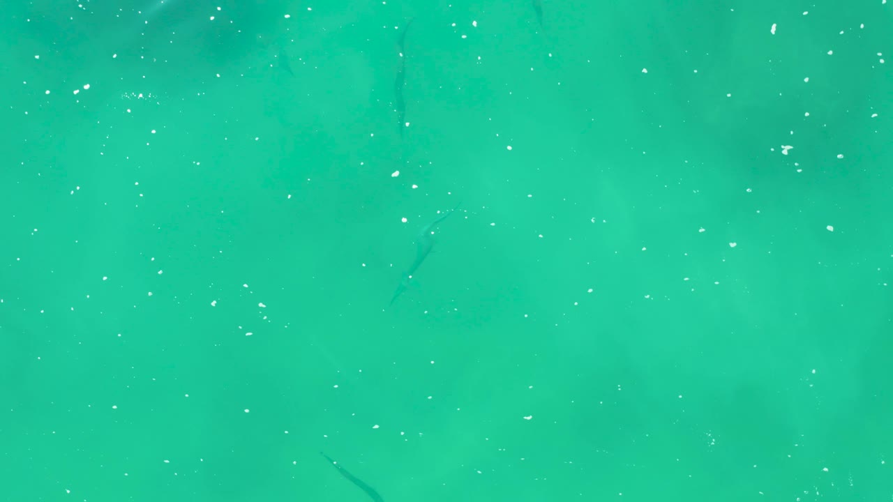 Small dark fish are visible against turquoise ocean water at Laguna Beach Los Cabos, with white surface bubbles and no visible people.