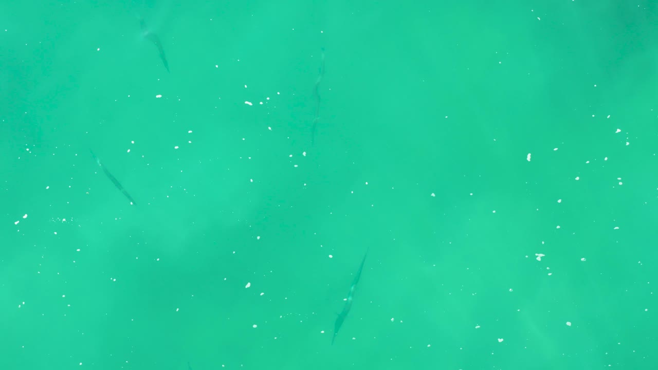 Turquoise ocean water with small fish and surface bubbles.