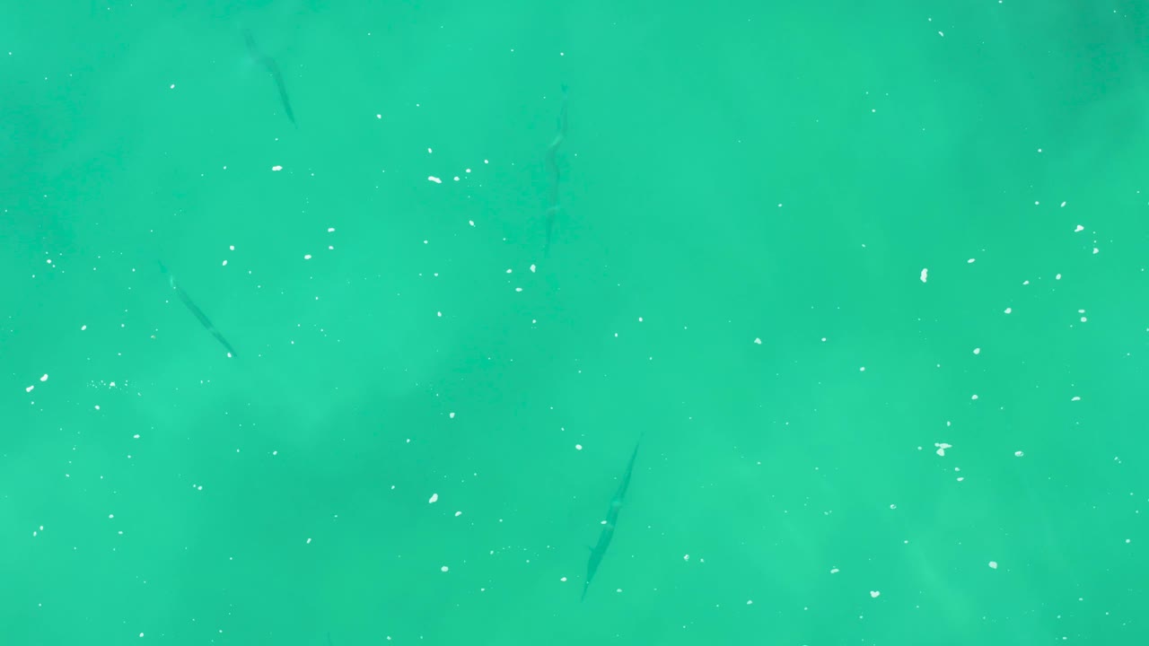 Clear green-blue ocean water at Laguna Beach Los Cabos shows small dark fish spread through the frame with bright surface particles and no visible people.