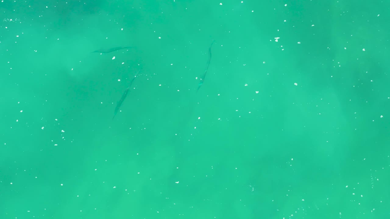 Top-down view of turquoise water at Laguna Beach Los Cabos with scattered surface particles, faint dark patches, small thin fish near the upper left and upper center, and no visible people.