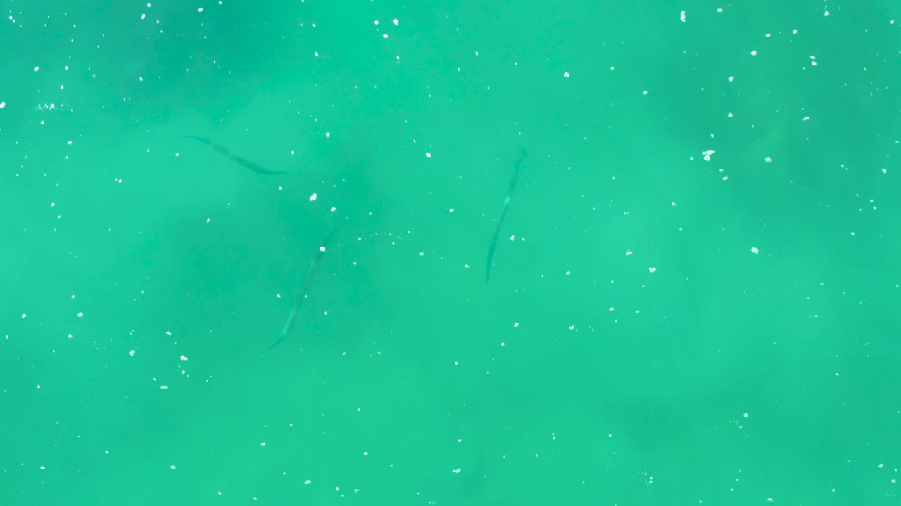Overhead view of Laguna Beach Los Cabos turquoise water with white specks spread across the frame, faint fish shapes near the left and center, darker submerged patches, and no visible people.