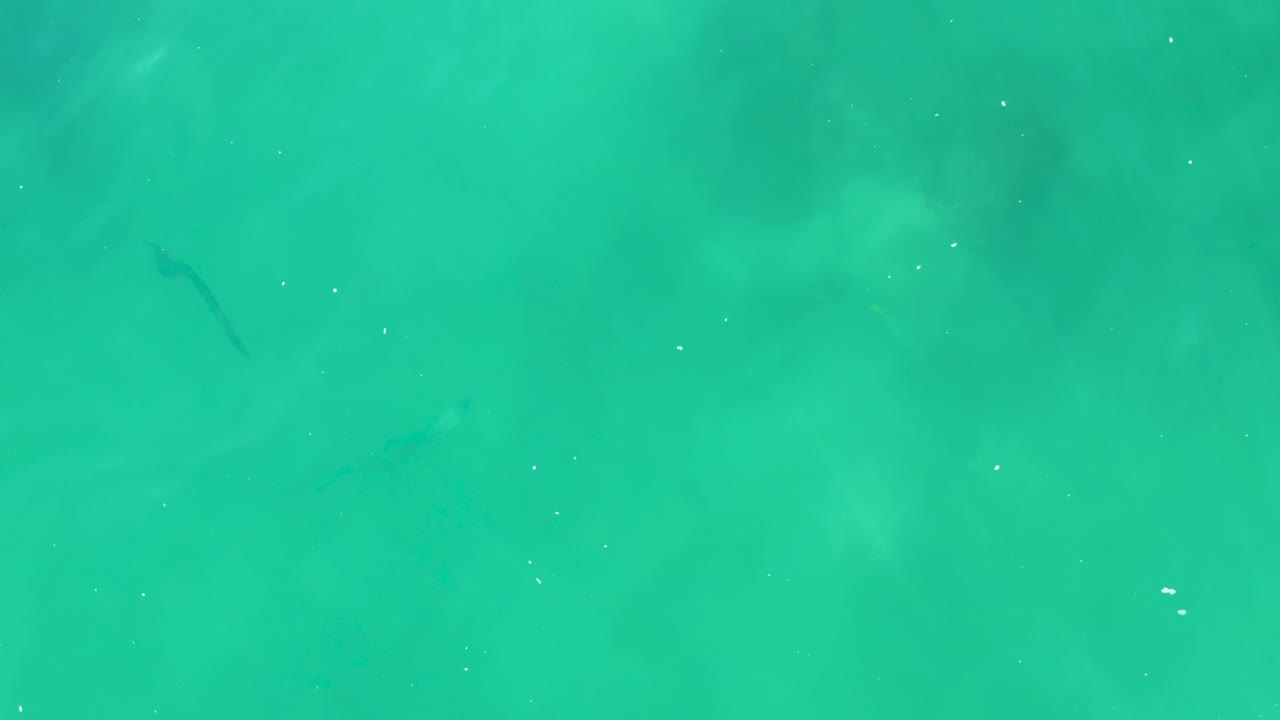 Turquoise water with small dark fish and scattered white particles.