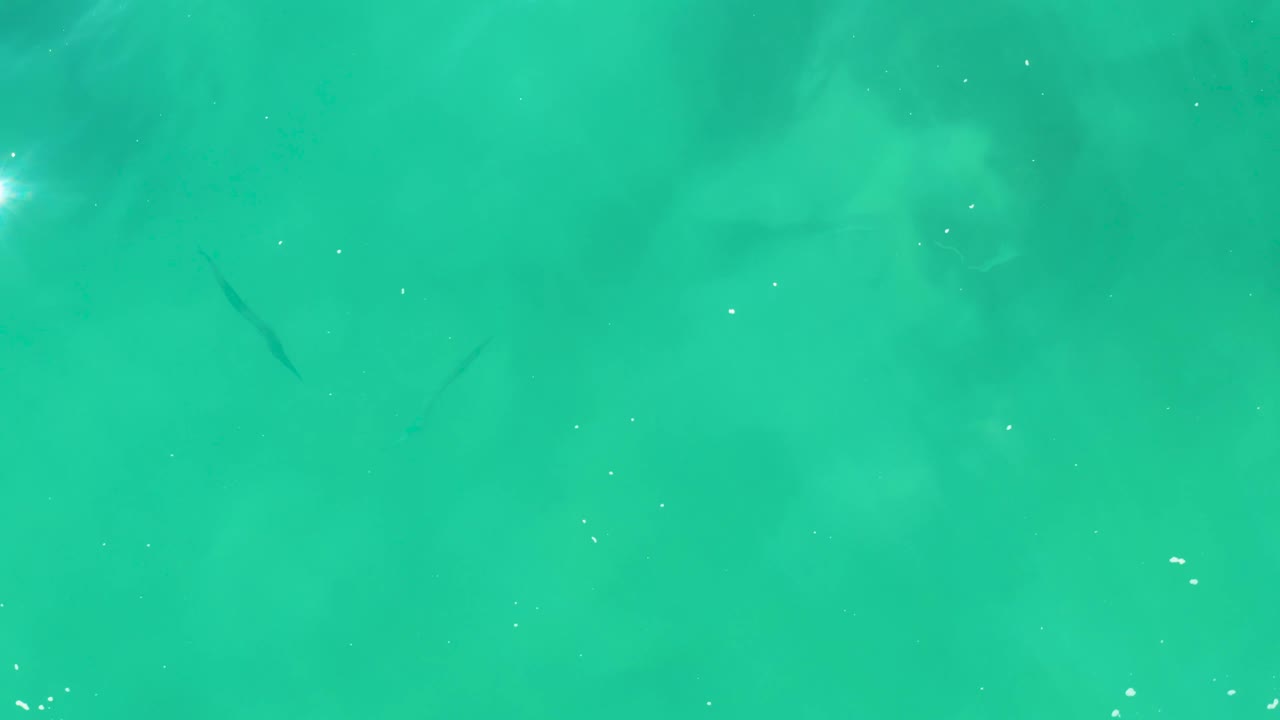 Turquoise ocean water at Laguna Beach Los Cabos contains a few small dark fish, tiny white surface specks, mottled light, and no visible people.