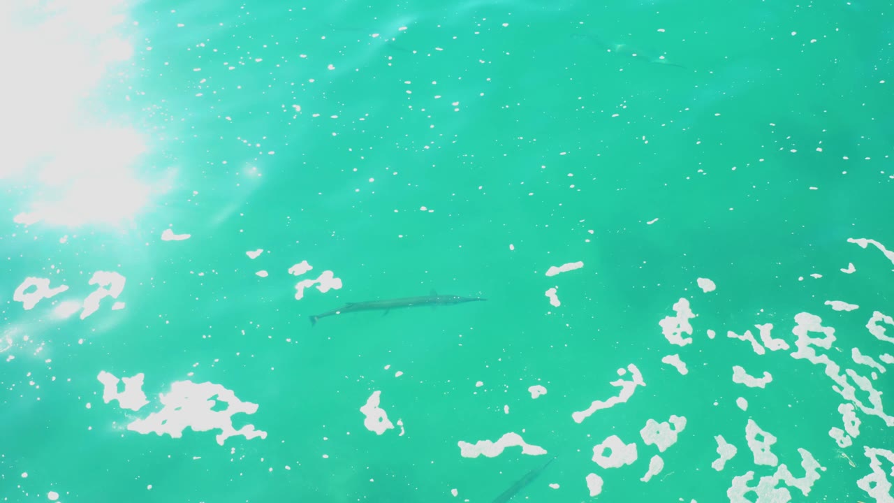 At Laguna Beach Los Cabos, strong glare enters from the upper left while a dark fish shape appears below the surface among small bubbles and white wave highlights, with no visible people.