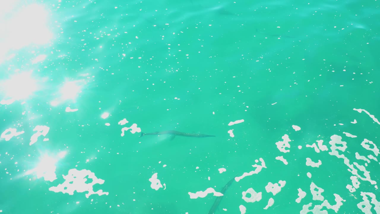 At Laguna Beach Los Cabos, the frame shows a broad field of turquoise water, white reflected patches along the lower edge, and a faint fish shape under the surface, with no visible people.