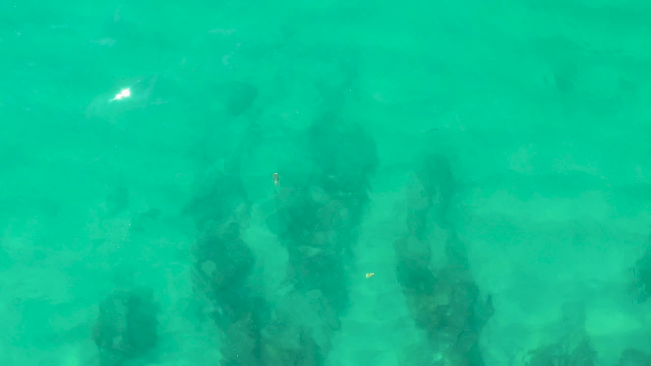 Opening underwater frame from Laguna Beach Los Cabos showing turquoise water above dark seaweed patches on the shallow ocean floor, with no visible people.