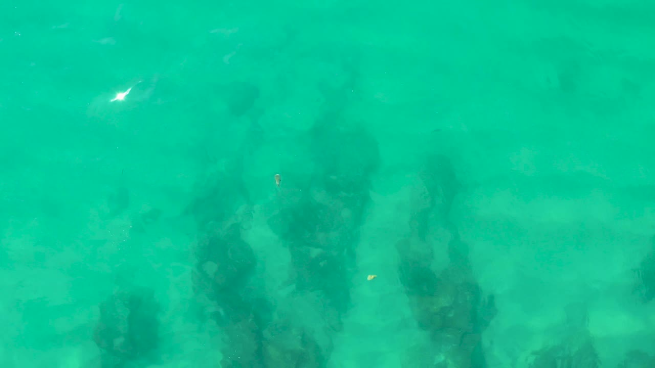 Underwater seaweed patches seen through clear blue-green water.