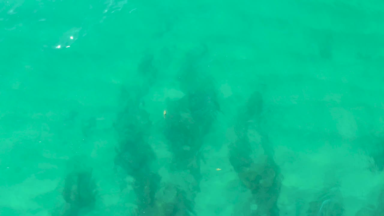 A small fish appears in the turquoise water above shadowy seaweed growth on the shallow seabed near Laguna Beach Los Cabos, with no visible people.