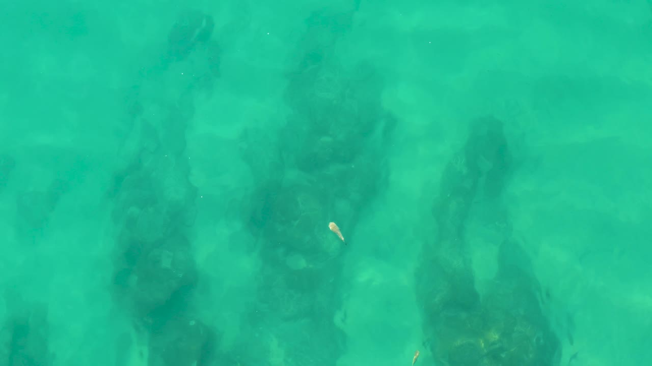 Opening frame from Laguna Beach Los Cabos shows turquoise shallow water over dark submerged mangrove roots, with one small pale fish near the center-right and no visible people.