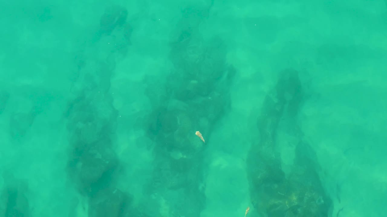 At 0:01, the Laguna Beach Los Cabos underwater view keeps dark root shapes beneath the surface while a small fish appears near the central water column, with no visible people.