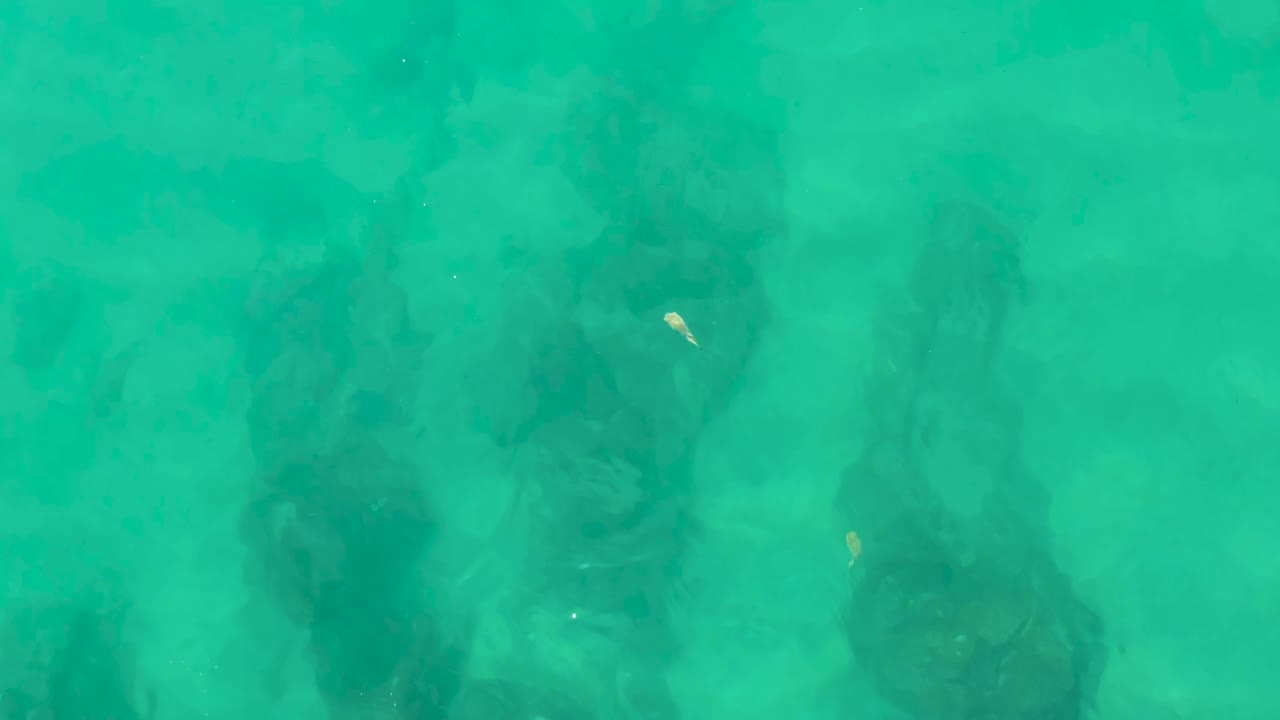 Submerged dark roots in green-blue water with a small fish near the upper area.
