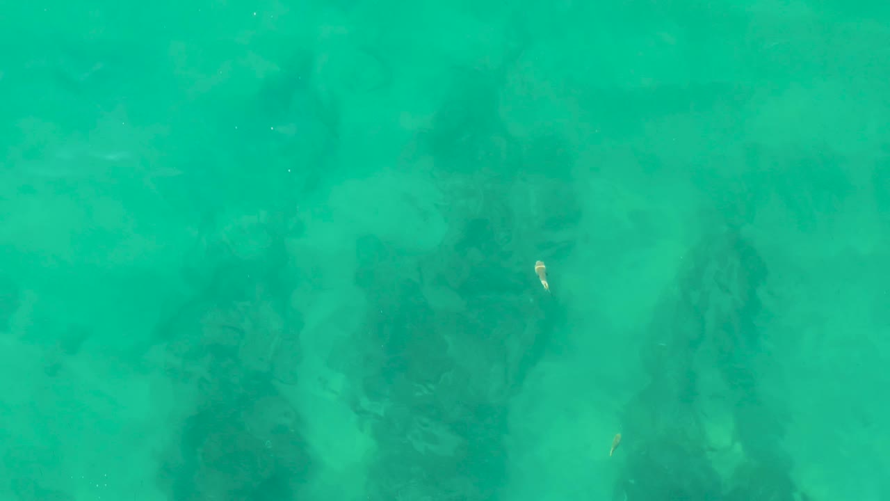 Small fish above dark underwater rocks in turquoise water