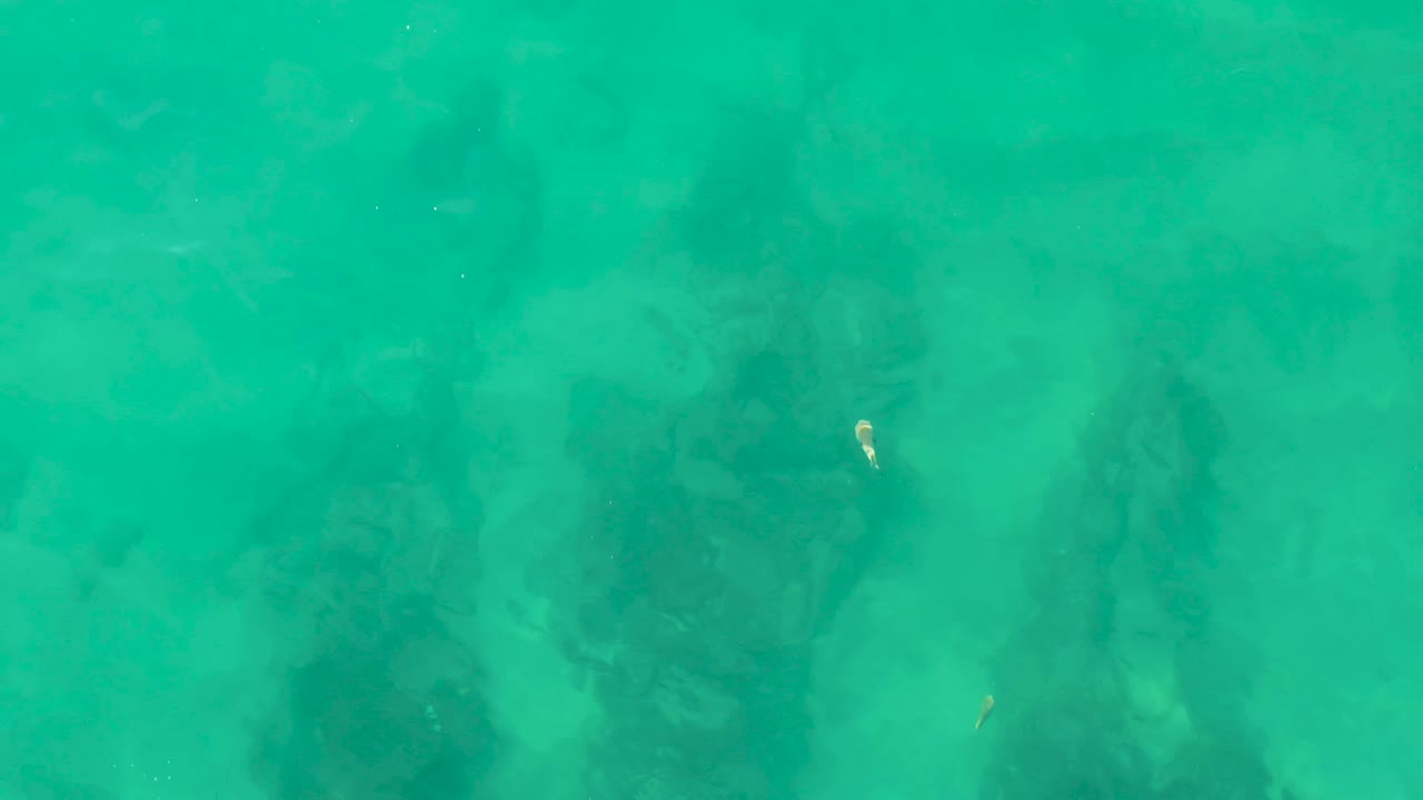 The small fish sits high in the frame above shadowed underwater rocks in clear turquoise water at Laguna Beach Los Cabos, with no visible people.