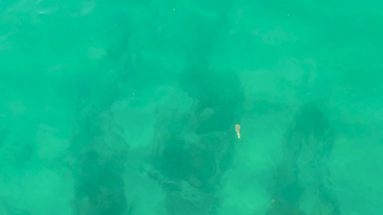 A small fish remains near the upper right as soft green-blue water covers dark rock formations below at Laguna Beach Los Cabos, with no visible people.