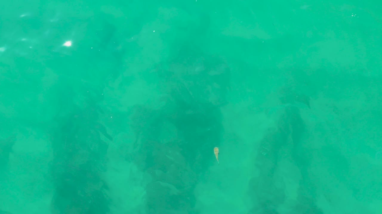 The small fish has moved lower in the frame over broad dark rock shapes under clear turquoise water at Laguna Beach Los Cabos, with no visible people.