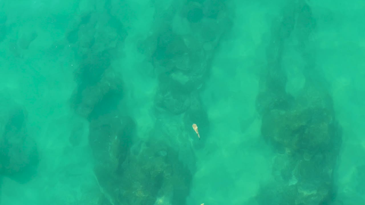 Small fish over turquoise water and dark submerged rocks.