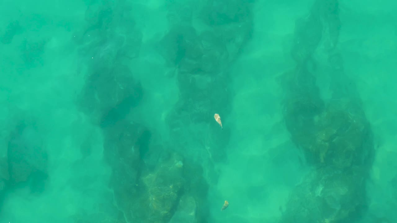 Small pale fish appears against brighter turquoise water with soft rock shapes below at Laguna Beach Los Cabos, with no visible people.