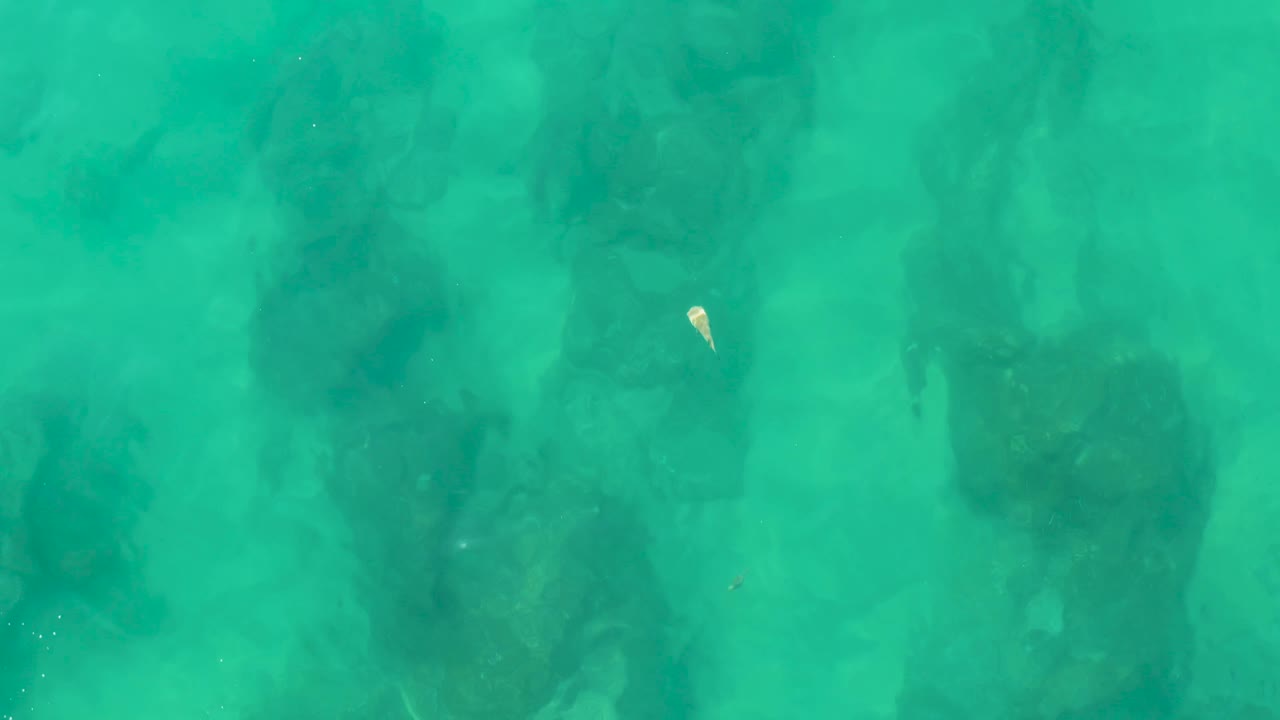 Small fish sits near the upper area of the frame above submerged rock forms in shallow turquoise water at Laguna Beach Los Cabos, with no visible people.