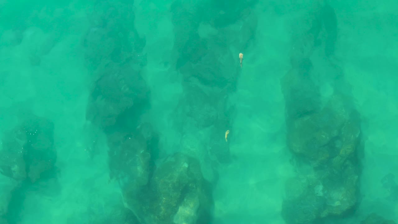 At Laguna Beach Los Cabos, the small fish appears over a patch of clear turquoise water between dark seabed rocks, with no visible people.