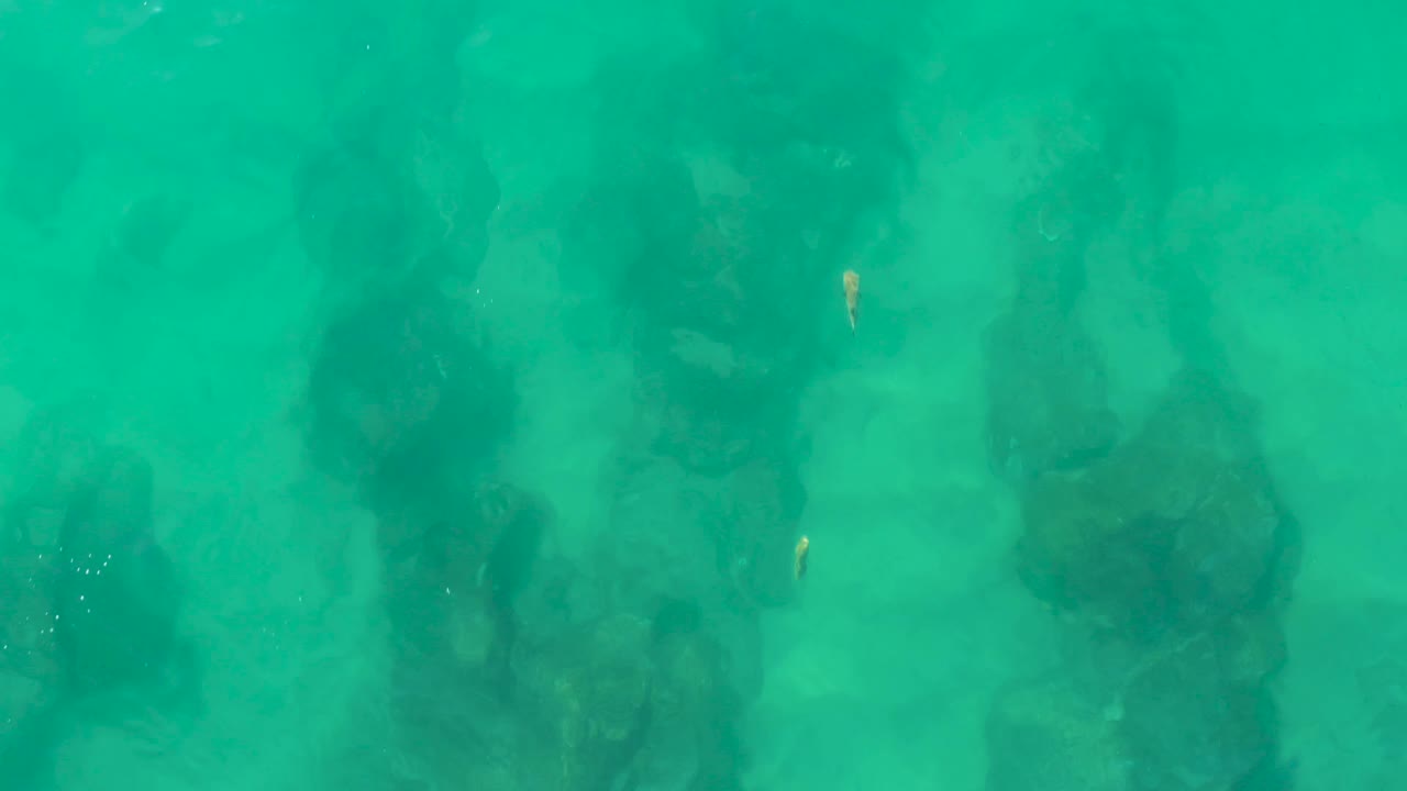 At Laguna Beach Los Cabos, clear green-blue water reveals broad dark rock masses below, with the small fish visible near the upper middle and no visible people.