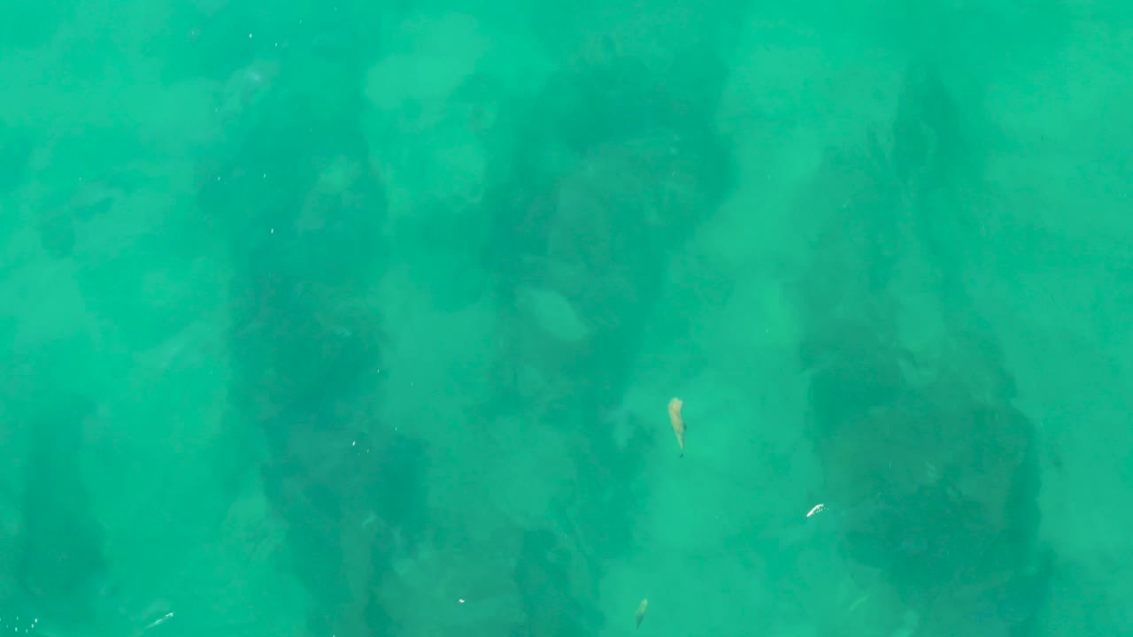 At Laguna Beach Los Cabos, the small pale fish has moved lower in the turquoise frame while dark rocks remain visible beneath the water and no people are visible.