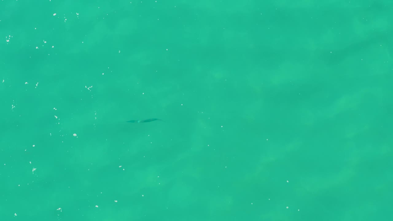 Turquoise ocean water with a small dark fish below the surface.