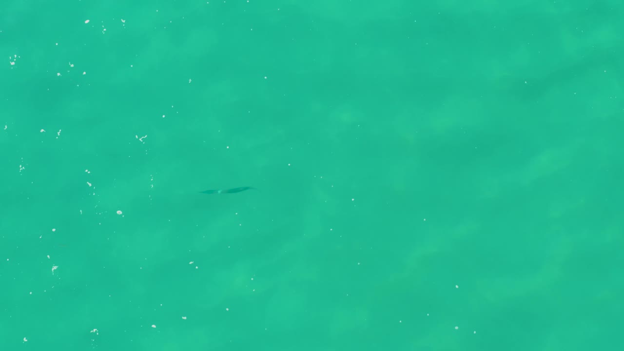 Overhead frame of Laguna Beach Los Cabos water with scattered white surface particles and a faint dark fish shape under the turquoise surface, with no visible people.