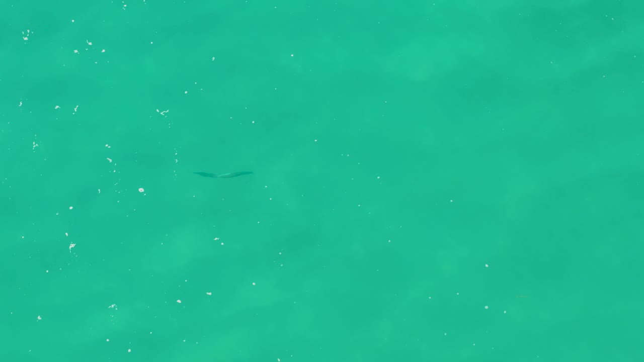 Overhead view in Laguna Beach Los Cabos showing a dark fish shape near the upper middle of clear turquoise water, with fine white particles and no visible people.