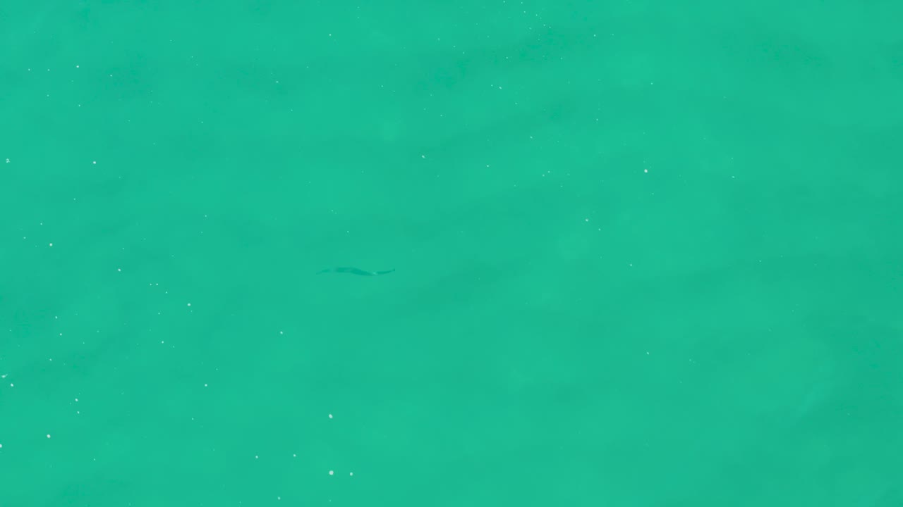 Green-blue ocean water with small dark fish beneath the surface.