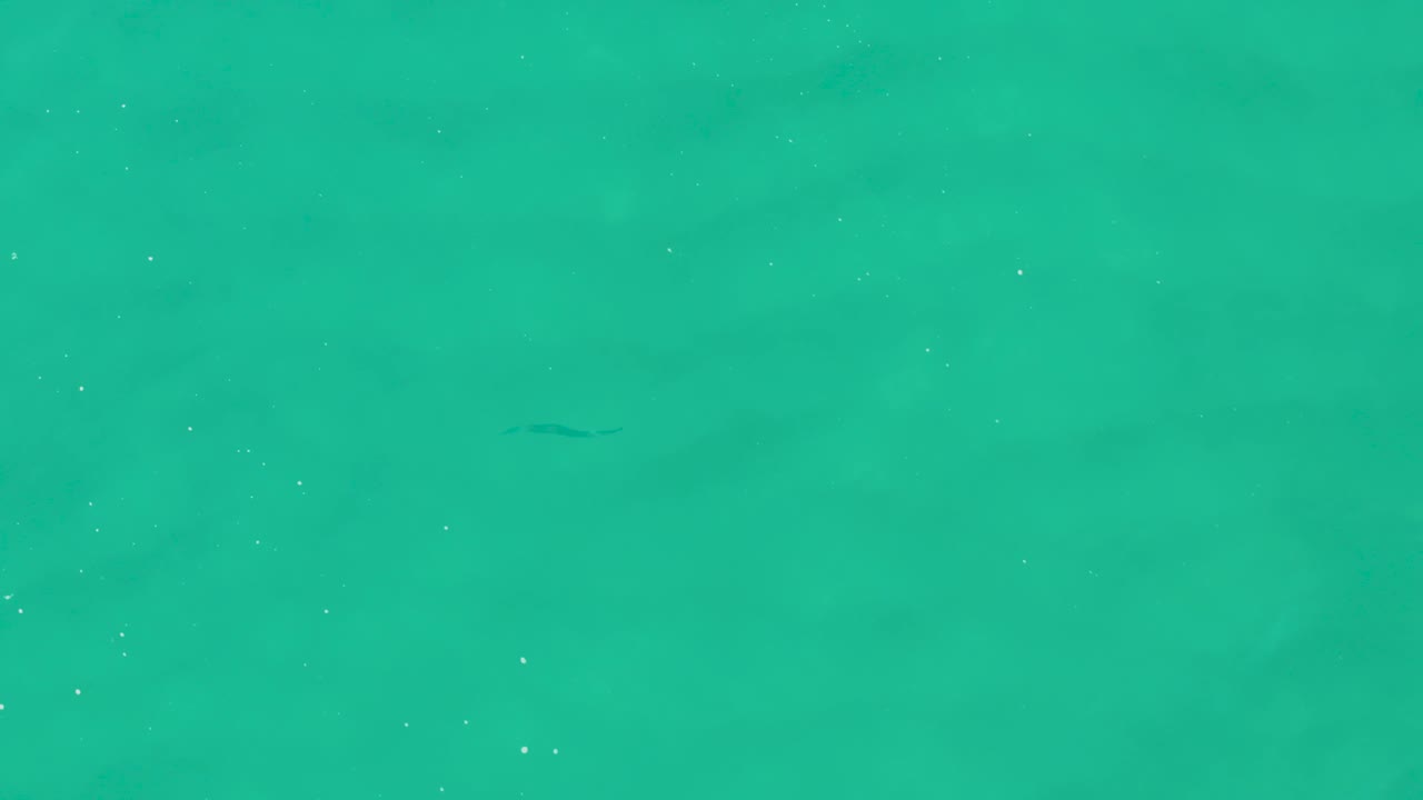 Clear turquoise water in Laguna Beach Los Cabos contains a faint dark fish form near the middle, with small white surface specks and no visible people.
