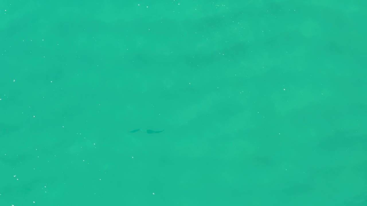 Green-blue ocean water in Laguna Beach Los Cabos shows a small fish shape farther to the right, with light foam dots across the surface and no visible people.