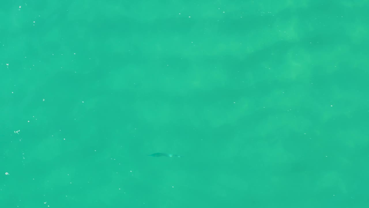 Clear green water in Laguna Beach Los Cabos has a small dark fish low in the frame, scattered bubbles, and no visible people or shoreline.