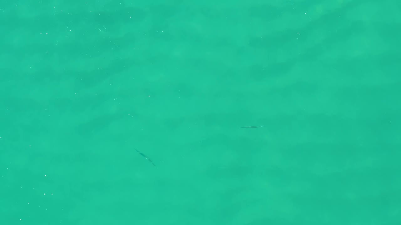 Turquoise shallow water with a small dark fish shape beneath the surface.