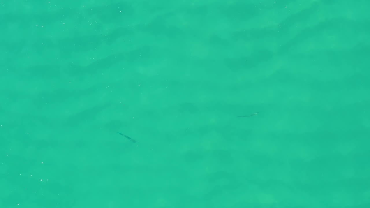 A top-down water frame from Laguna Beach Los Cabos shows a small dark fish silhouette under gentle ripples, with no visible people or shoreline.