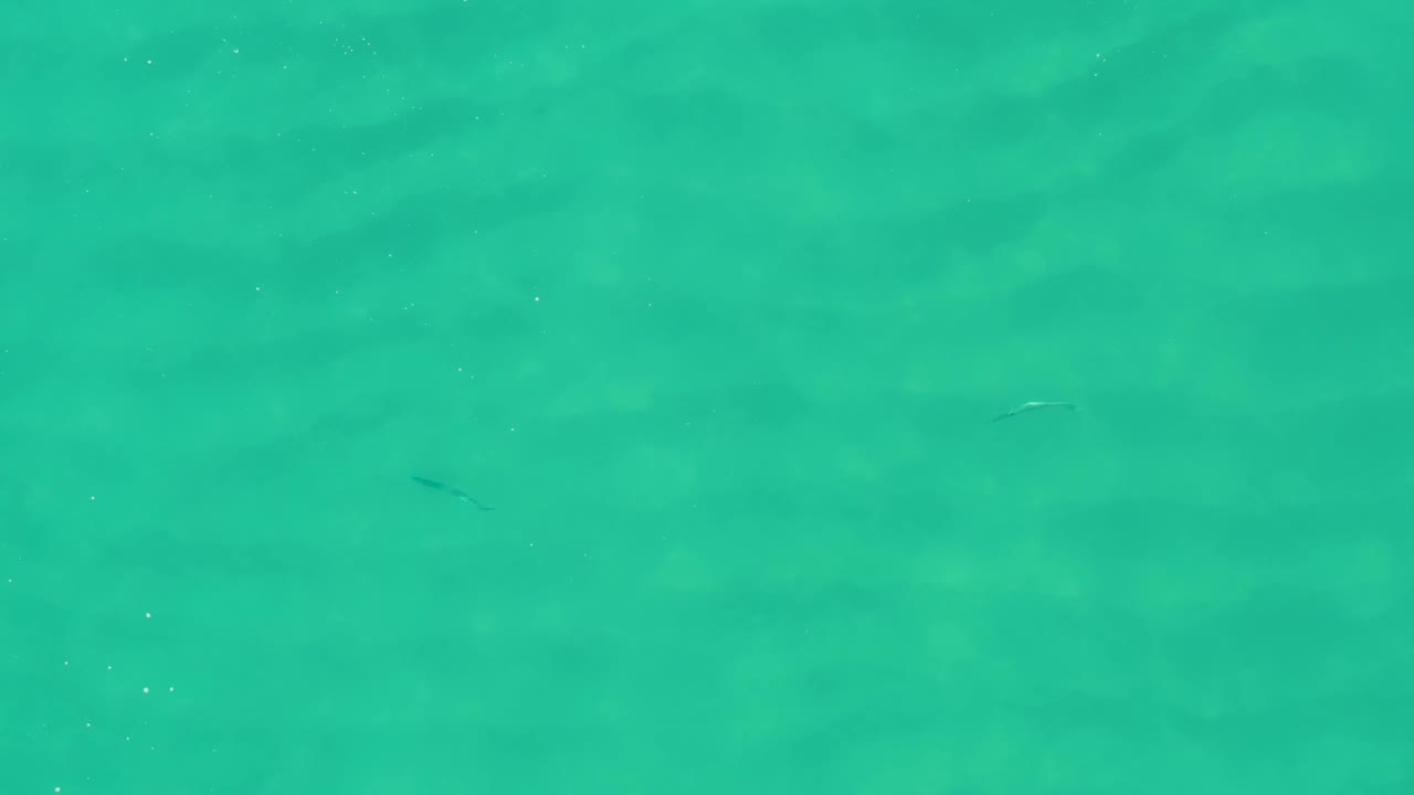 Blue-green shallow water at Laguna Beach Los Cabos shows faint dark fish shapes beneath the surface and no visible people, boats, or structures.